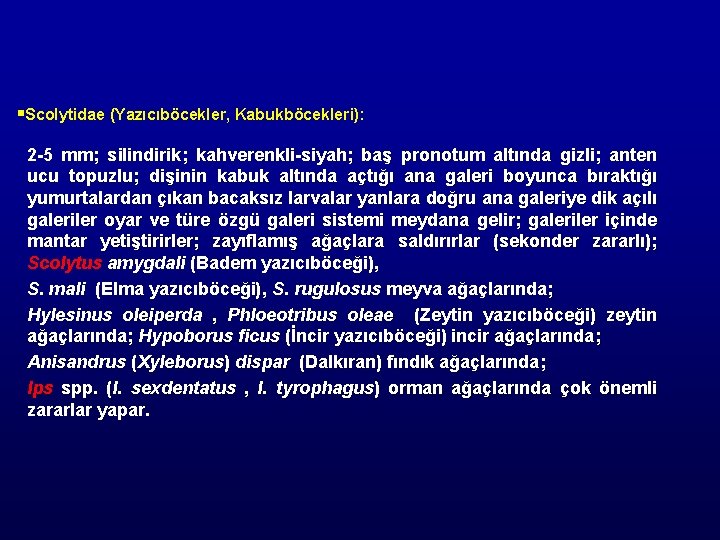 §Scolytidae (Yazıcıböcekler, Kabukböcekleri): 2 -5 mm; silindirik; kahverenkli-siyah; baş pronotum altında gizli; anten ucu