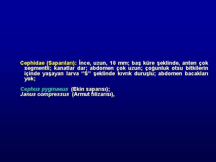 Cephidae (Saparıları): İnce, uzun, 10 mm; baş küre şeklinde, anten çok segmentli; kanatlar dar;