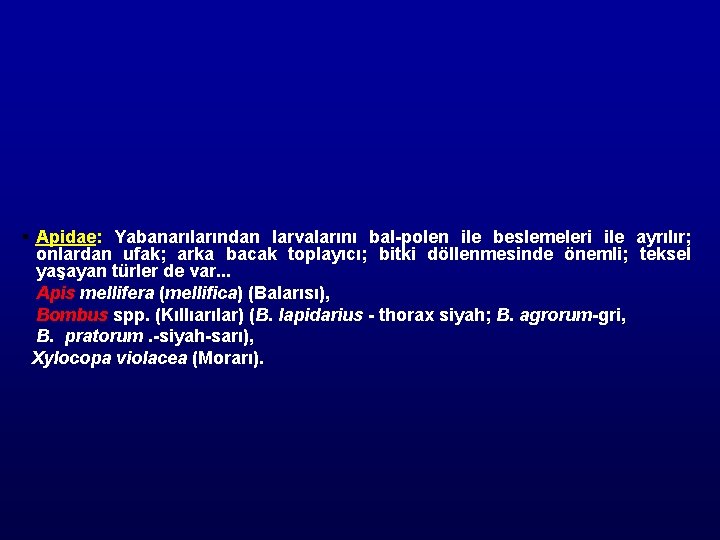 § Apidae: Yabanarılarından larvalarını bal-polen ile beslemeleri ile ayrılır; onlardan ufak; arka bacak toplayıcı;