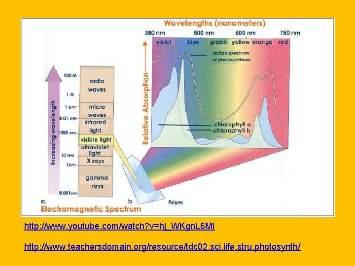 http: //www. youtube. com/watch? v=hj_WKgn. L 6 MI http: //www. teachersdomain. org/resource/tdc 02. sci.