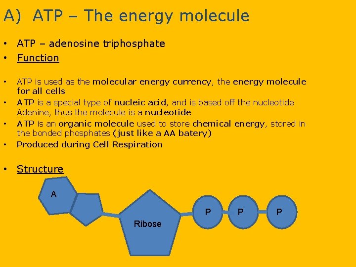 A) ATP – The energy molecule • ATP – adenosine triphosphate • Function •