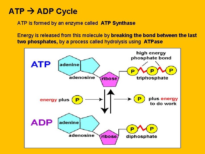 ATP ADP Cycle ATP is formed by an enzyme called ATP Synthase Energy is