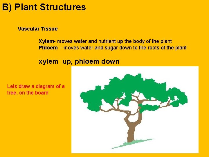 B) Plant Structures Vascular Tissue Xylem- moves water and nutrient up the body of