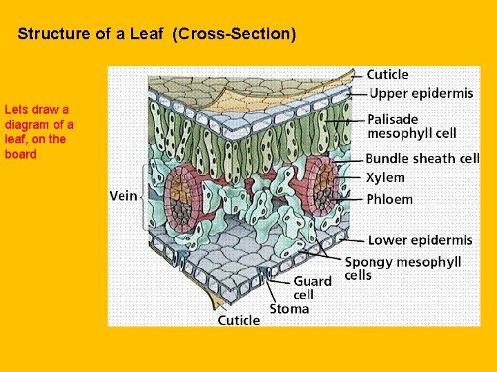 Structure of a Leaf (Cross-Section) Lets draw a diagram of a leaf, on the