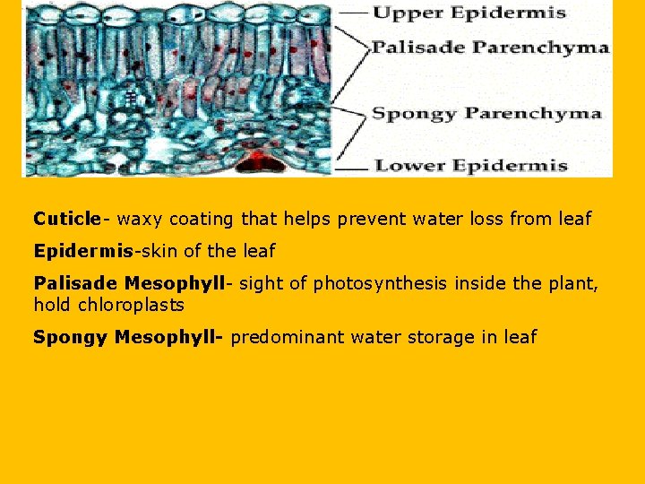 Cuticle- waxy coating that helps prevent water loss from leaf Epidermis-skin of the leaf