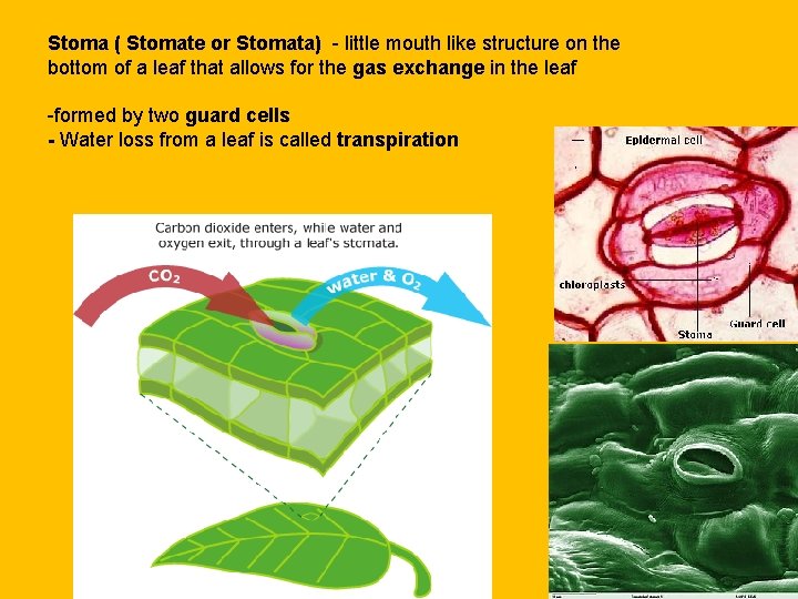 Stoma ( Stomate or Stomata) - little mouth like structure on the bottom of