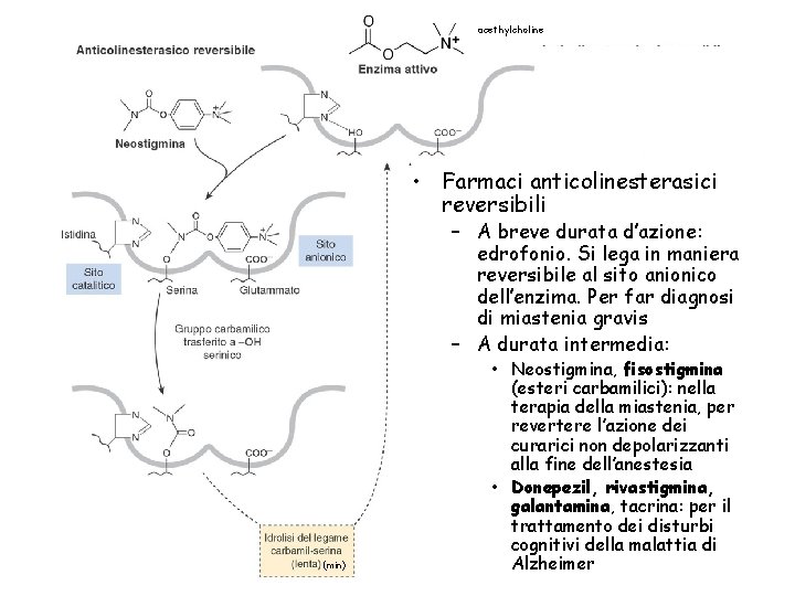 acethylcholine • Farmaci anticolinesterasici reversibili – A breve durata d’azione: edrofonio. Si lega in