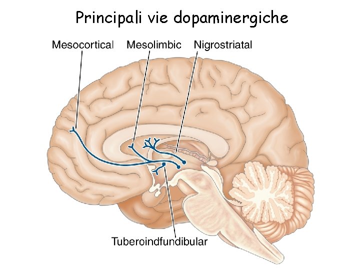 Principali vie dopaminergiche 