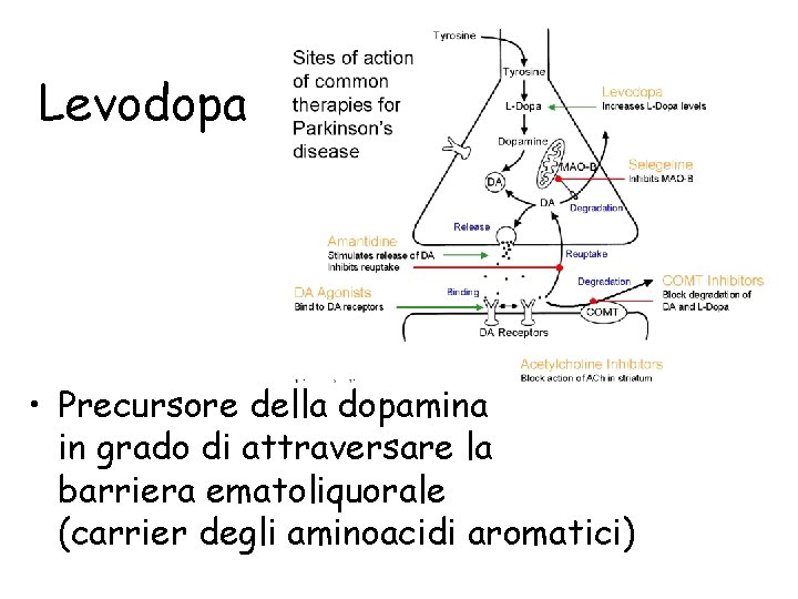 Levodopa • Precursore della dopamina in grado di attraversare la barriera ematoliquorale (carrier degli