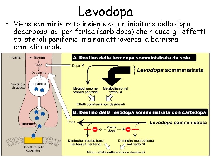 Levodopa • Viene somministrato insieme ad un inibitore della dopa decarbossilasi periferica (carbidopa) che