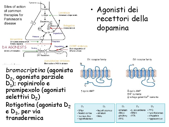  • Agonisti dei recettori della dopamina DA AGONISTS bromocriptina (agonista D 2, agonista
