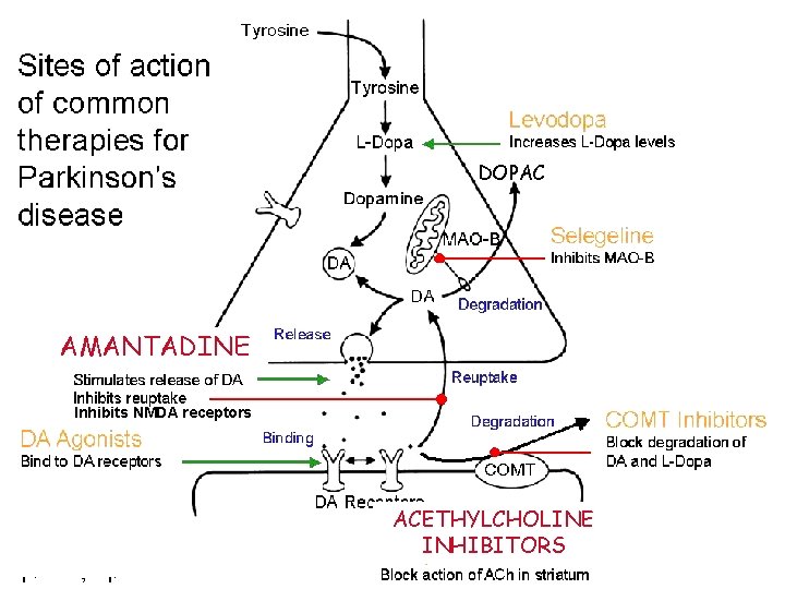 DOPAC AMANTADINE Inhibits NMDA receptors ACETHYLCHOLINE INHIBITORS 