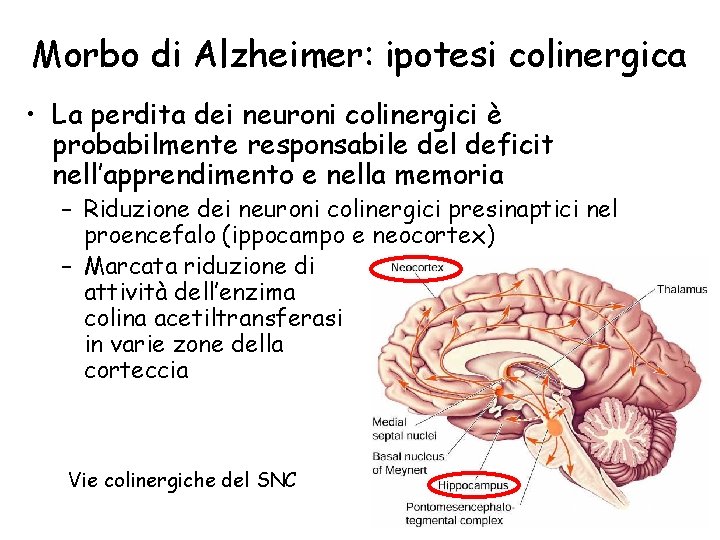 Morbo di Alzheimer: ipotesi colinergica • La perdita dei neuroni colinergici è probabilmente responsabile