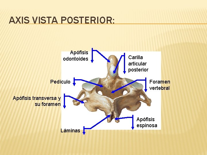 AXIS VISTA POSTERIOR: Apófisis odontoides Pedículo Carilla articular posterior Foramen vertebral Apófisis transversa y