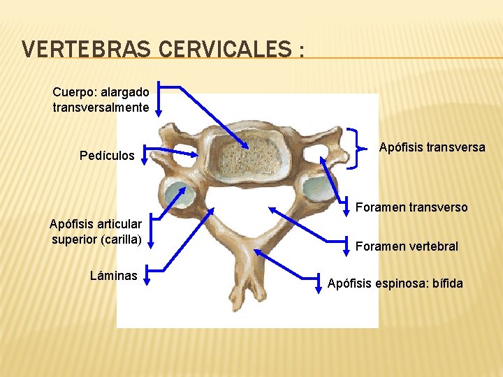 VERTEBRAS CERVICALES : Cuerpo: alargado transversalmente Pedículos Apófisis transversa Foramen transverso Apófisis articular superior