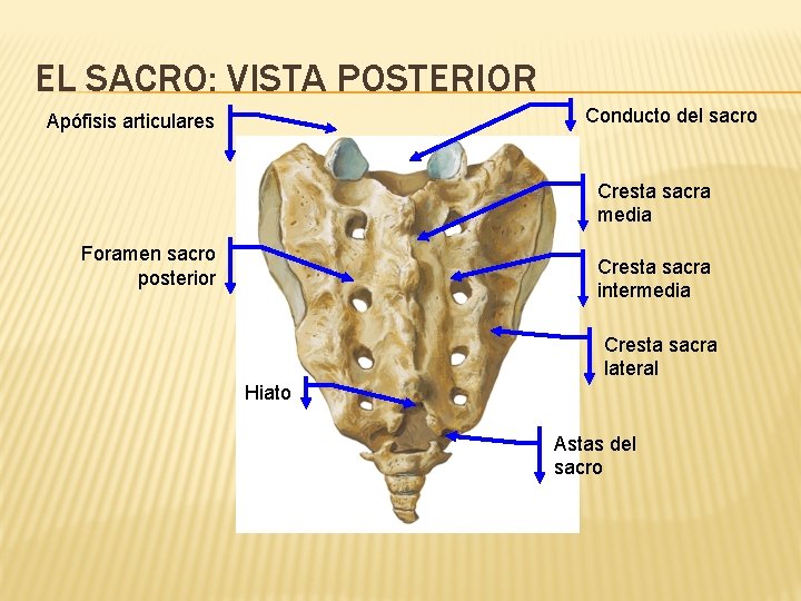 EL SACRO: VISTA POSTERIOR Conducto del sacro Apófisis articulares Cresta sacra media Foramen sacro