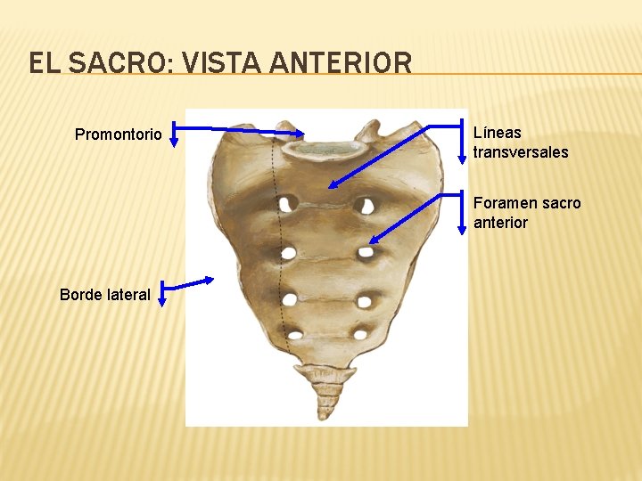 EL SACRO: VISTA ANTERIOR Promontorio Líneas transversales Foramen sacro anterior Borde lateral 