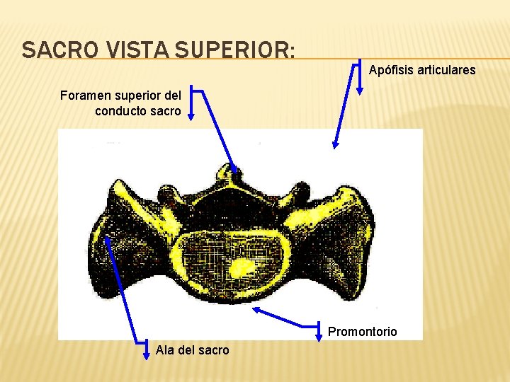 SACRO VISTA SUPERIOR: Apófisis articulares Foramen superior del conducto sacro Promontorio Ala del sacro