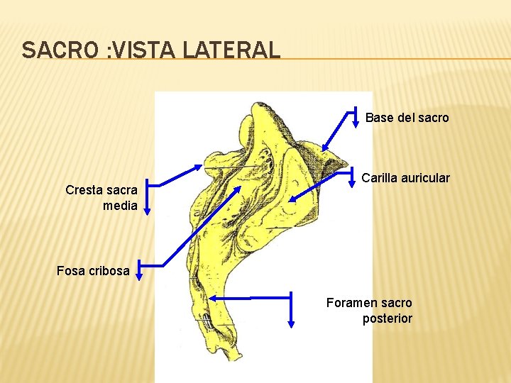 SACRO : VISTA LATERAL Base del sacro Cresta sacra media Carilla auricular Fosa cribosa
