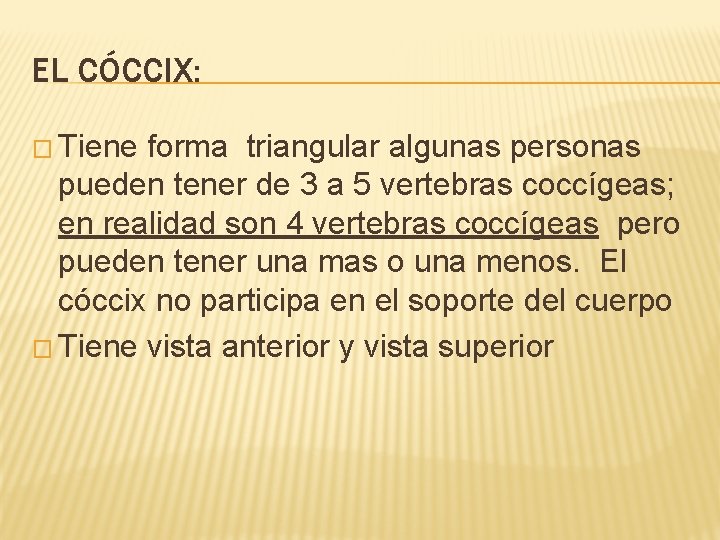 EL CÓCCIX: � Tiene forma triangular algunas personas pueden tener de 3 a 5