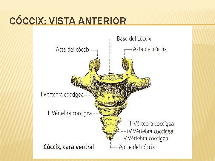 CÓCCIX: VISTA ANTERIOR 