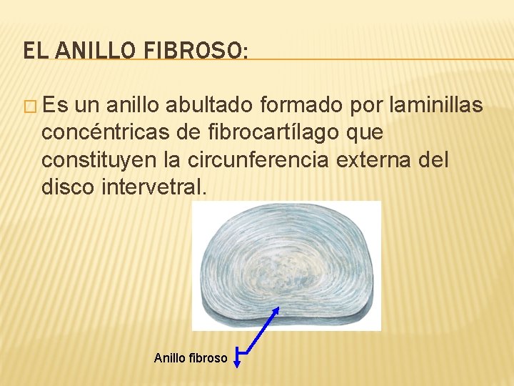 EL ANILLO FIBROSO: � Es un anillo abultado formado por laminillas concéntricas de fibrocartílago