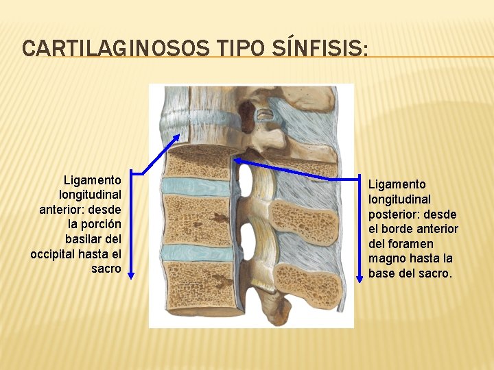 CARTILAGINOSOS TIPO SÍNFISIS: Ligamento longitudinal anterior: desde la porción basilar del occipital hasta el