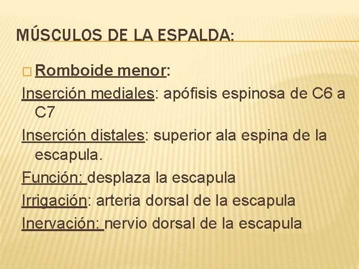 MÚSCULOS DE LA ESPALDA: � Romboide menor: Inserción mediales: apófisis espinosa de C 6