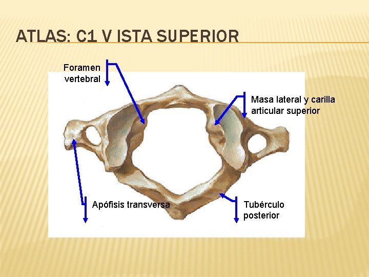 ATLAS: C 1 V ISTA SUPERIOR Foramen vertebral Masa lateral y carilla articular superior