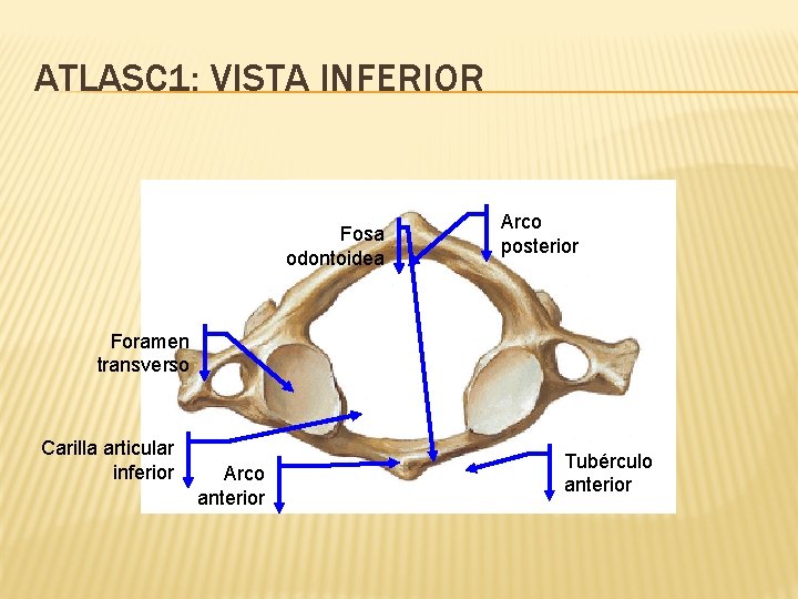 ATLASC 1: VISTA INFERIOR Fosa odontoidea Arco posterior Foramen transverso Carilla articular inferior Arco