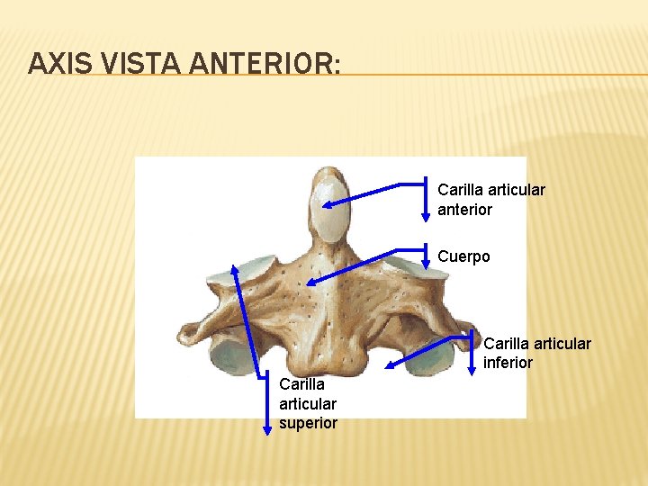 AXIS VISTA ANTERIOR: Carilla articular anterior Cuerpo Carilla articular inferior Carilla articular superior 