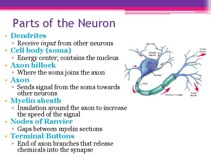 Parts of the Neuron • Dendrites ▫ Receive input from other neurons • Cell