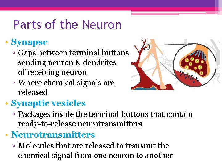 Parts of the Neuron • Synapse ▫ Gaps between terminal buttons sending neuron &