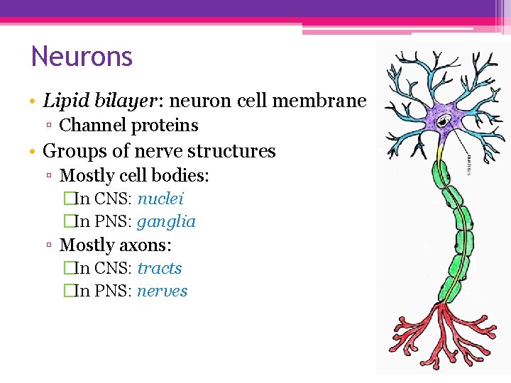 Neurons • Lipid bilayer: neuron cell membrane ▫ Channel proteins • Groups of nerve