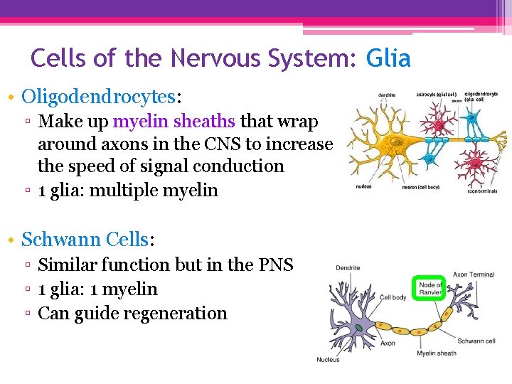 Cells of the Nervous System: Glia • Oligodendrocytes: ▫ Make up myelin sheaths that