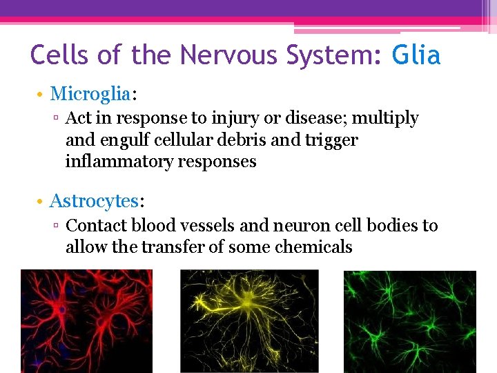 Cells of the Nervous System: Glia • Microglia: ▫ Act in response to injury
