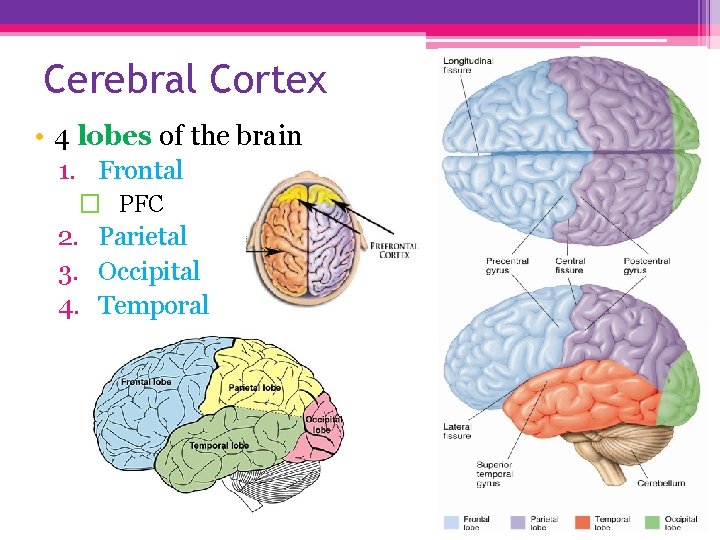 Cerebral Cortex • 4 lobes of the brain 1. Frontal � PFC 2. Parietal