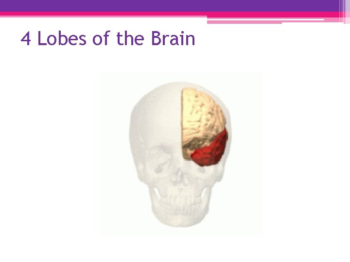 4 Lobes of the Brain 
