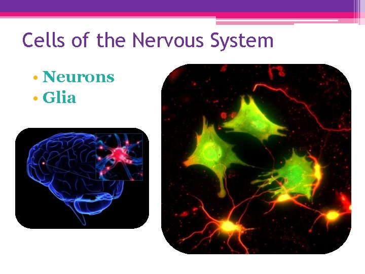 Cells of the Nervous System • Neurons • Glia 