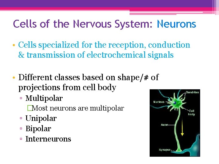 Cells of the Nervous System: Neurons • Cells specialized for the reception, conduction &