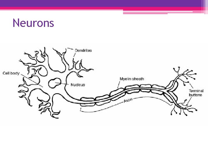 Neurons 