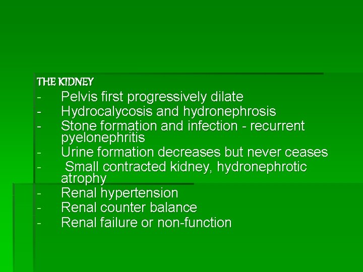 THE KIDNEY - Pelvis first progressively dilate - Hydrocalycosis and hydronephrosis - Stone formation