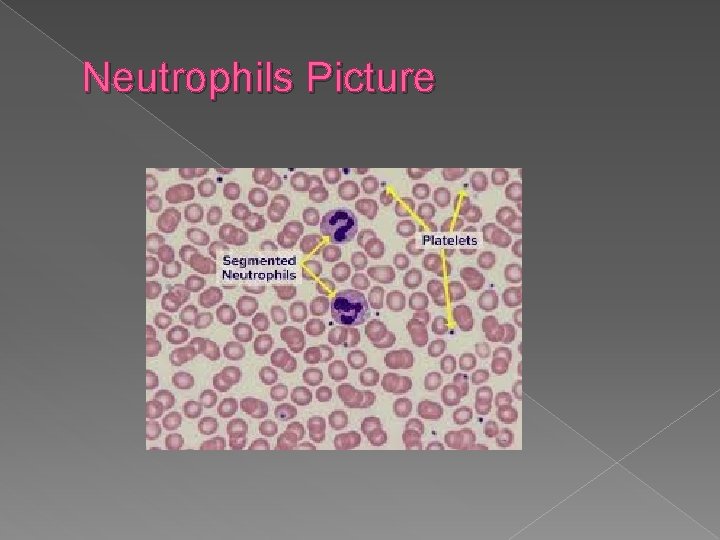 Neutrophils Picture 