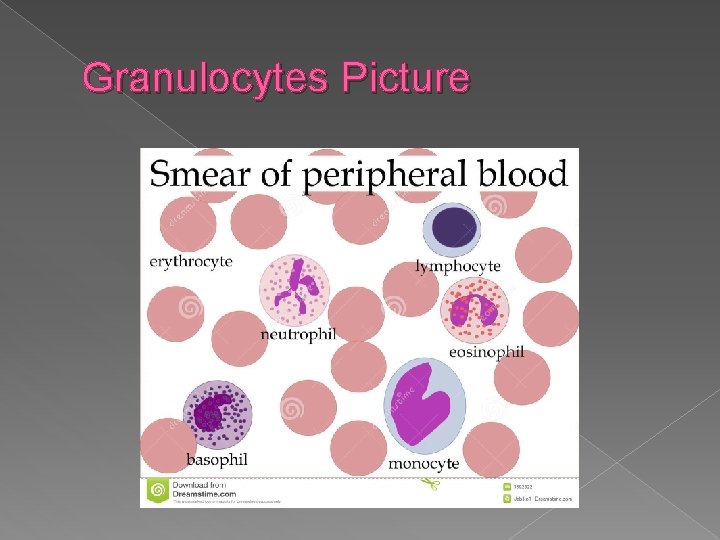 Granulocytes Picture 