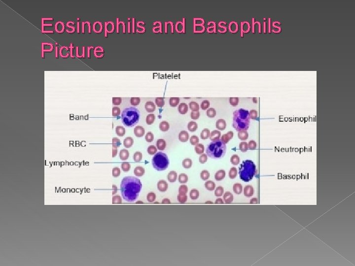 Eosinophils and Basophils Picture 