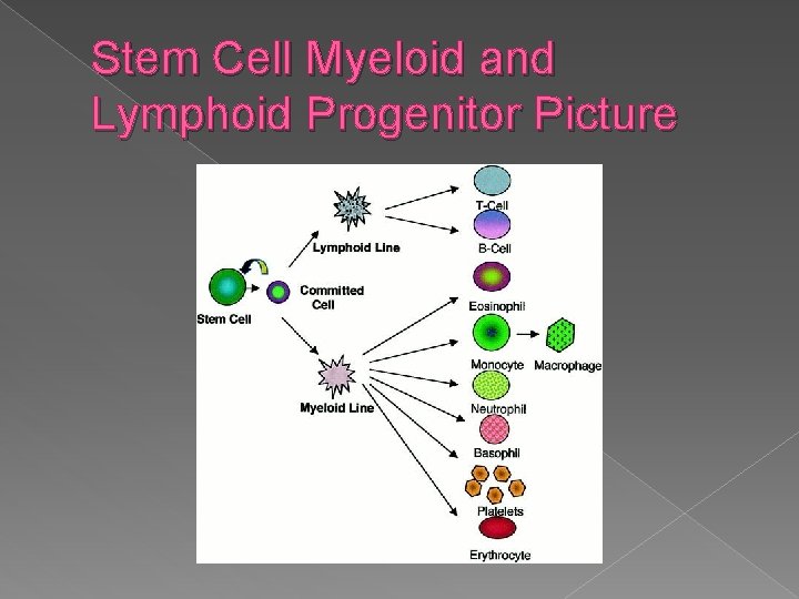 Stem Cell Myeloid and Lymphoid Progenitor Picture 