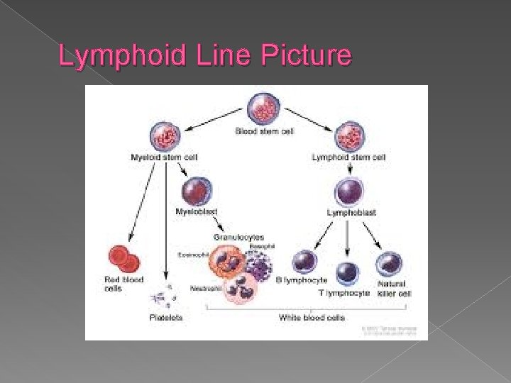 Lymphoid Line Picture 