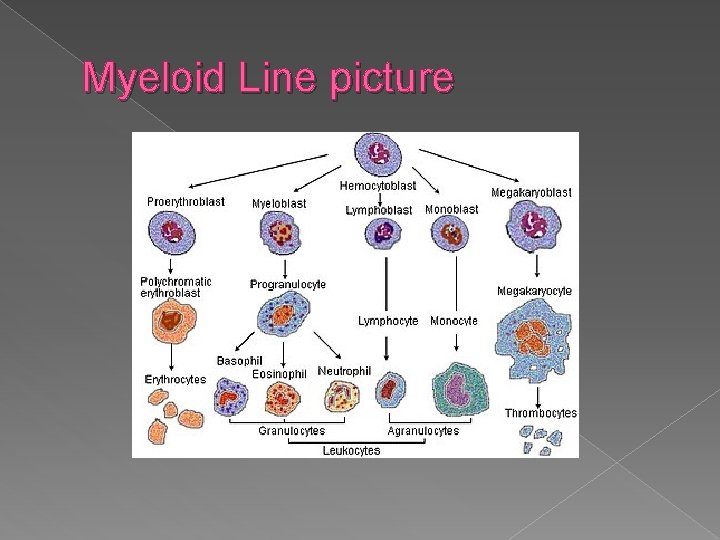 Myeloid Line picture 