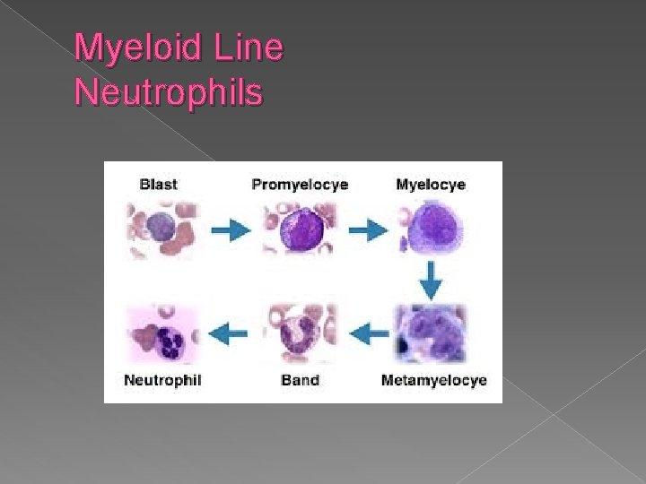 Myeloid Line Neutrophils 