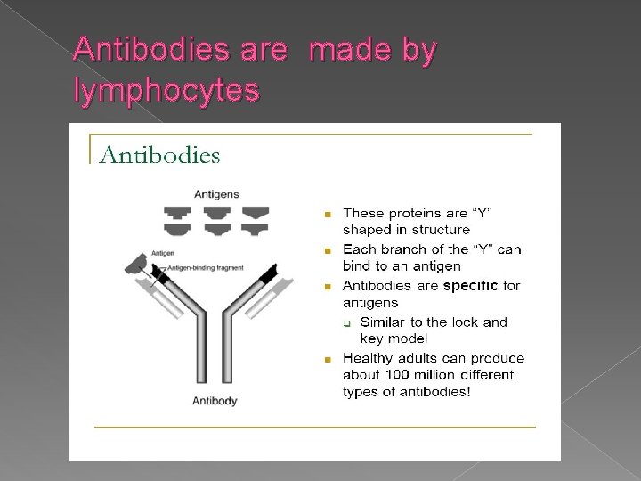 Antibodies are made by lymphocytes 